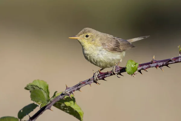 Melodisk sångare (Hippolais polyglotta), placerad på en gren. Spanien — Stockfoto