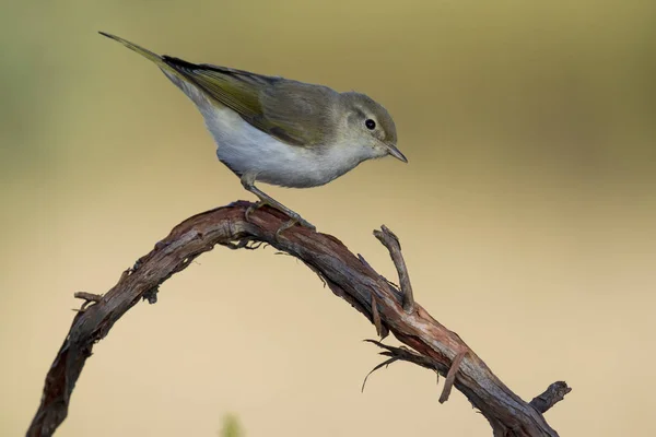 Western Bonelli warbler (Phylloscopus bonelli) uppflugen på en gren. Spanien — Stockfoto