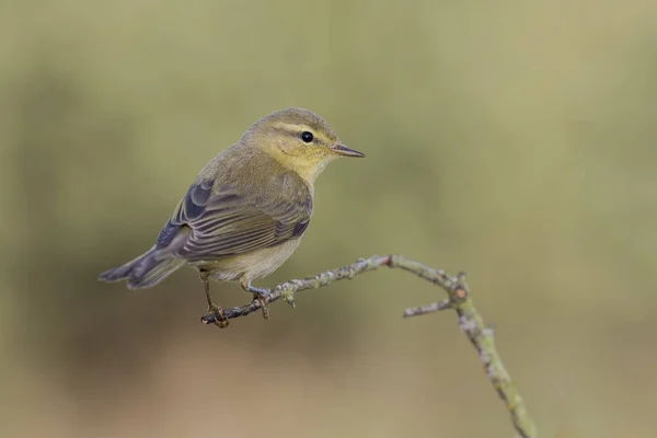 Phylloscopus trochilus, Willow Warbler encaramado en una rama. Aves migratorias insectívoras. España. Europa . —  Fotos de Stock