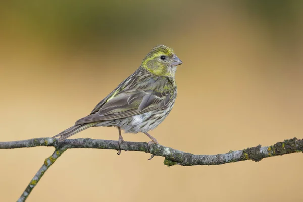 Serin (serinus serinus) Männchen hockt auf einem Zweig, leon, spain, e — Stockfoto