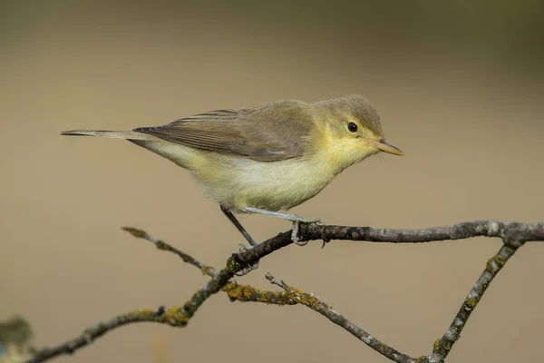 Melodious warbler (Hippolais polyglotta), bir dala tünemiştir. İspanya