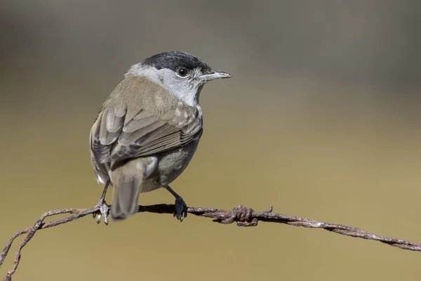 Bonnet noir mâle (Sylvia atricapilla), perché sur une branche — Photo