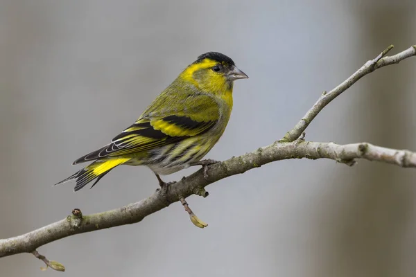 Avrasya siskin 'inin (Spinus spinus) yakın görüntüsü, erkek