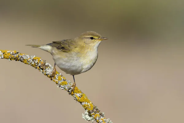 Phylloscopus trochilus, Willow Warbler perched on a branch. Migratory insectivorous bird. Spain. Europe. — Stock Photo, Image