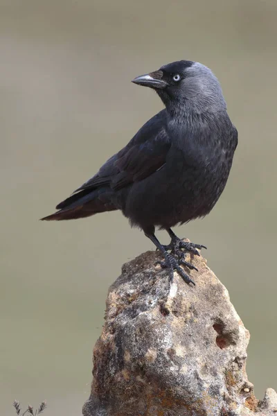 Jackdaw (Corvus monedula) reposant sur un rocher dans leur habitat — Photo