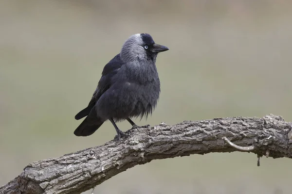 Western Jackdaw (Corvus monedula) resting on a branch in its hab — Stock Photo, Image