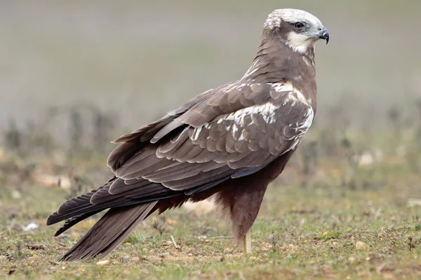 Falena palustre occidentale (Circus aeruginosus) sullo sfondo del prato — Foto Stock