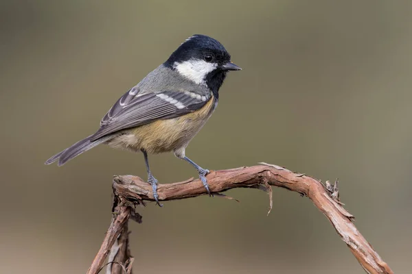 Güzel kömür, (Periparus ater), yeşil bulanık bir arka plan ile bir dal üzerine tünemiş.