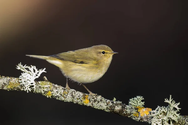 Common Chiffchaff (Phylloscopus collybita), on a twig on uniform dark background — Stock Photo, Image