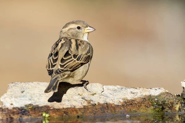 Moineau domestique femelle perché sur un rocher au bord d'un ruisseau. Espagne — Photo