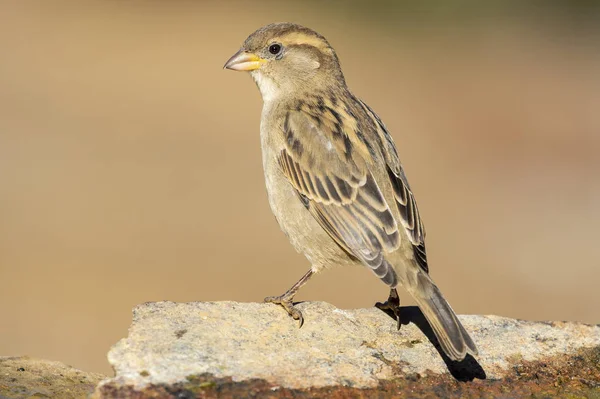 Haussperlingsweibchen thront auf einem Felsen am Rande eines Baches. Spanien — Stockfoto