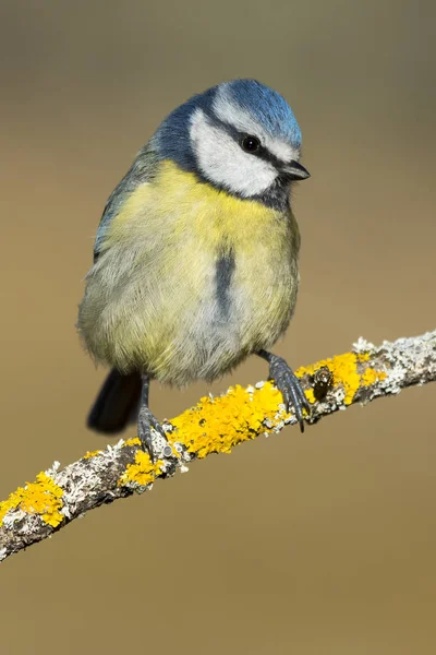 Koza, (Cyanistes caeruleus) pózující na fotografii — Stock fotografie