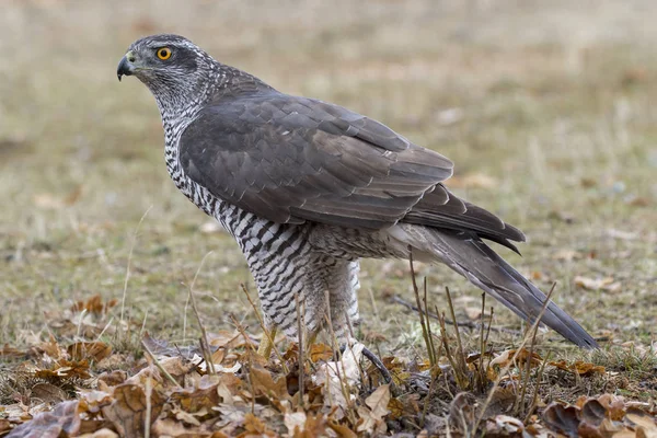 Goshawk del norte adulto. Accipiter gentilis. España — Foto de Stock