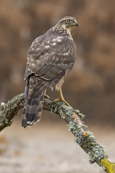 Young northern Goshawk, Accipiter gentilis, perched on its perch. Spain — Stock Photo, Image