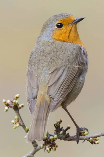 欧洲罗宾 (Erithacus rubecula) 栖息在一个分支上 — 图库照片