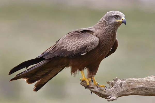 Black Kite Milvus migrans — Stock Photo, Image