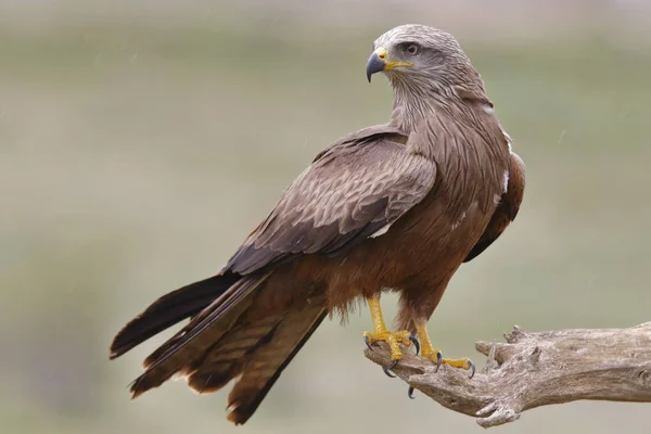 Black Kite Milvus migrans — Stock Photo, Image