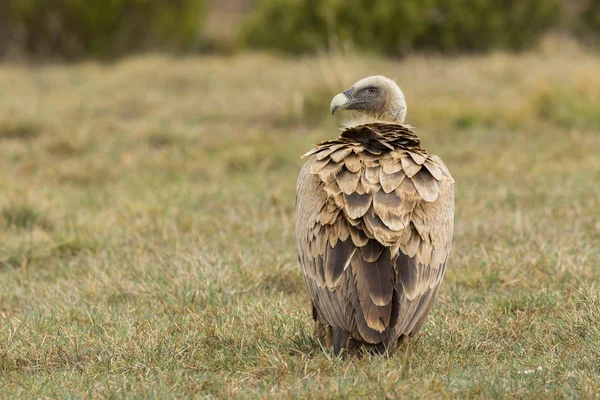 Грифоновый стервятник (Gyps fulvus), сидящий на полу — стоковое фото