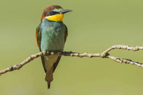 Европейский пчелоед. Merops apiaster, Испания — стоковое фото