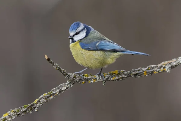 Modré prso (Eurasian blue tit, Cyanistes caeruleus) na větvi stromu v rozmazaném pozadí — Stock fotografie