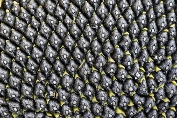 Black sunflower seeds (close-up) — Stock Photo, Image