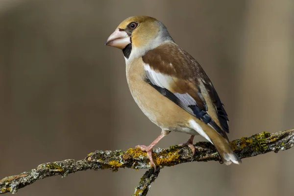 Hökfink (Coccothraustes coccothraustes) på en gren i — Stockfoto