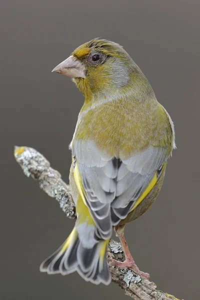 Der Grünfink (Chloris chloris) oder Grünfink ist ein Singvogel der Ordnung der Passeriformes und der Familie fringillidae. — Stockfoto