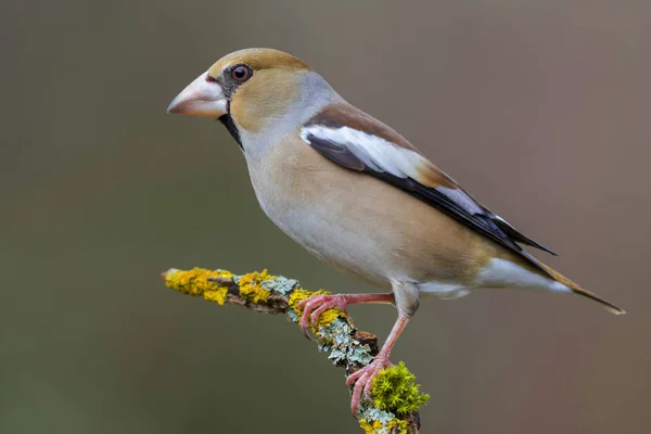 Hawfinch (Coccothraustes coccothraustes) empoleirado em um ramo em — Fotografia de Stock