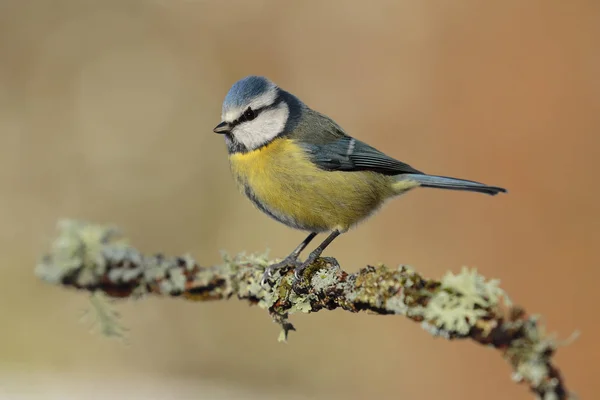 Modré prso (Eurasian blue tit, Cyanistes caeruleus) na větvi stromu v rozmazaném pozadí — Stock fotografie