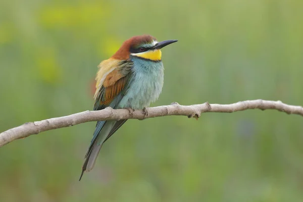 Mâncătorul european de albine (Merops apiaster) stă pe o crenguță — Fotografie, imagine de stoc