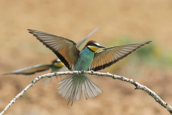 Comedor de abelhas europeu, (Merops Apiaster), ao ar livre, em ação em seu habitat natural. Espanha — Fotografia de Stock