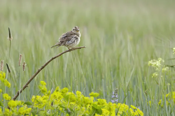 Bergsparv (Petronia Petronia) ) — Stockfoto