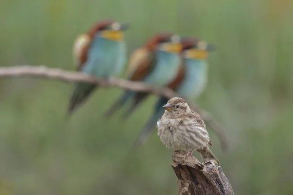 Rock Sparrow ( Petronia Petronia ) — Fotografie, imagine de stoc