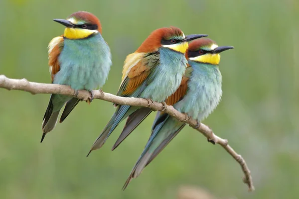 Mâncătorul european de albine (Merops apiaster) stă pe o crenguță — Fotografie, imagine de stoc