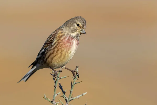 Typowy męski Linnet (Carduelis cannabina) położony na gałązce przed niewyraźne naturalne tło. Hiszpania — Zdjęcie stockowe