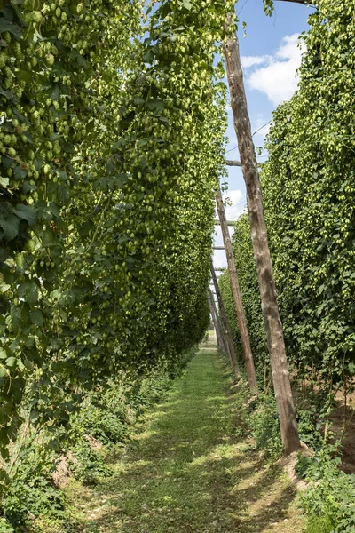 Typical hops plantation in Le��n, northern Spain — Stock Photo, Image