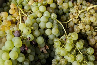 Şarap yapmak için sarmaşıktan toplanan beyaz üzüm kümeleri..