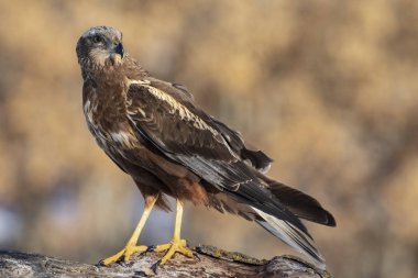 Avcı Kuşlar - Erkek Bataklık Harrier (Circus aeruginosus), bir kütüğe tünemiştir