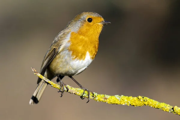 欧洲知更鸟（Erithacus rubecula） 。 鸟的画像栖息在树枝上. 大自然的野生生活场景。 西班牙 — 图库照片