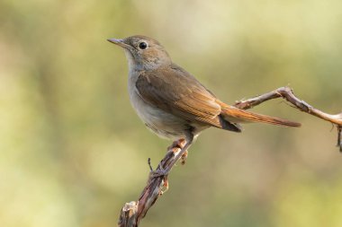Yaygın Nightingale, (Luscinia megarhynchos), güneşlenme
