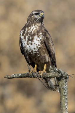 yaygın akbaba (Buteo buteo)