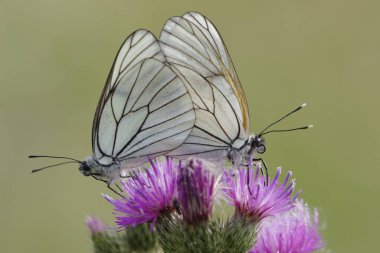 Siyah damarlı bir çift beyaz kelebek, (Aporia crataegi).