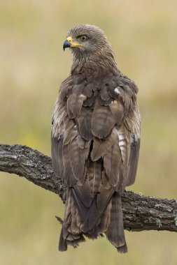 Siyah Milano (Milvus migrans) tüneğine tünemişti.