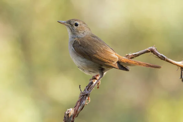 Yaygın Nightingale, (Luscinia megarhynchos), güneşlenme — Stok fotoğraf