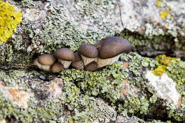 Setas jóvenes / Pleurotus ostreatus, grupo de hongos que crecen en el tronco muerto de un árbol — Foto de Stock