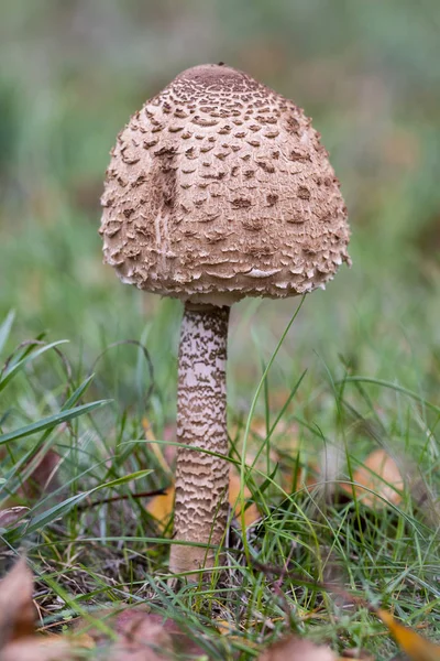 Der Sonnenschirmpilz (macrolepiota procera), der auf einer Wiese wächst — Stockfoto