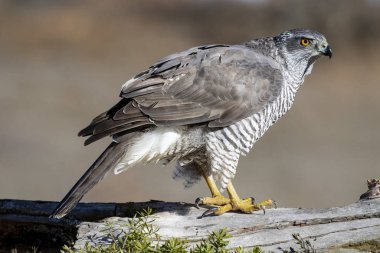 Yetişkin vahşi jilet, Accipiter gentilis, Leon, İspanya