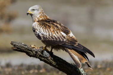 Kırmızı uçurtma (Milvus milvus) güneşte meşe gövdesine tünemiştir.