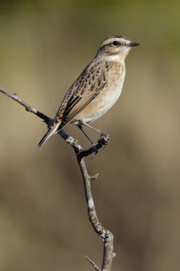 Kuşlar - Whinchat (Saxicola rubetra) dişi