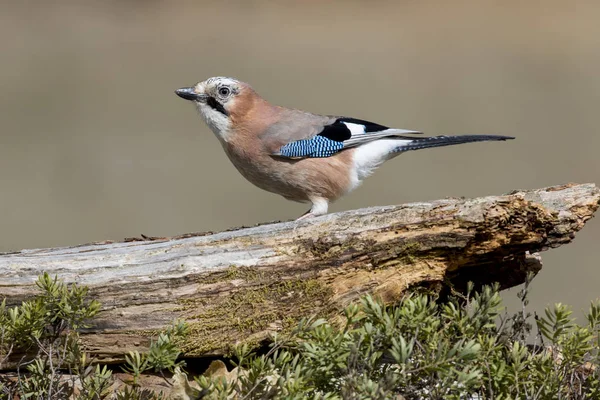 Jay (Garrulus glandarius), placerad på en gren av skogen — Stockfoto